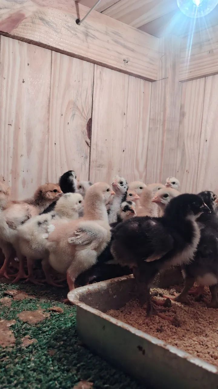 Pintinhos GSB  - Foto 3