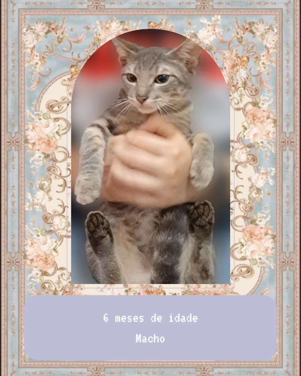 Pets - Gatos filhotes 6 meses - Adoção responsável - Parte 1 - Foto 2