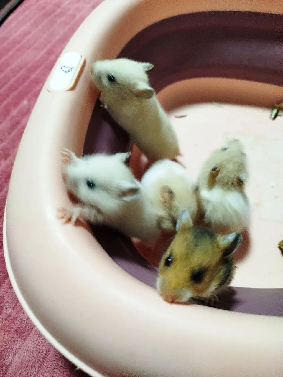 Hamster Sírios filhotes disponíveis  - Foto 3