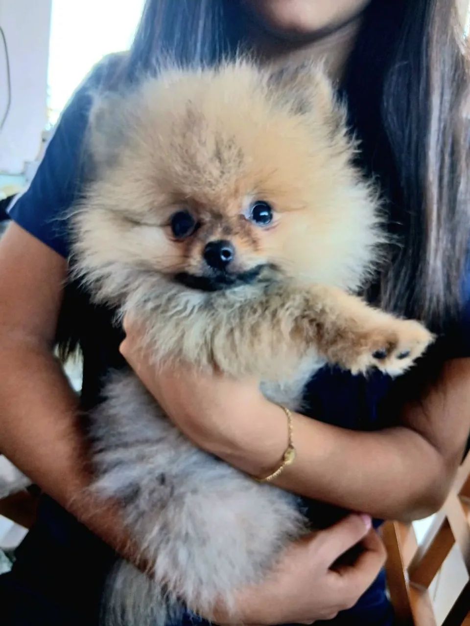 Spitz Alemão mini fêmea  - Foto 3