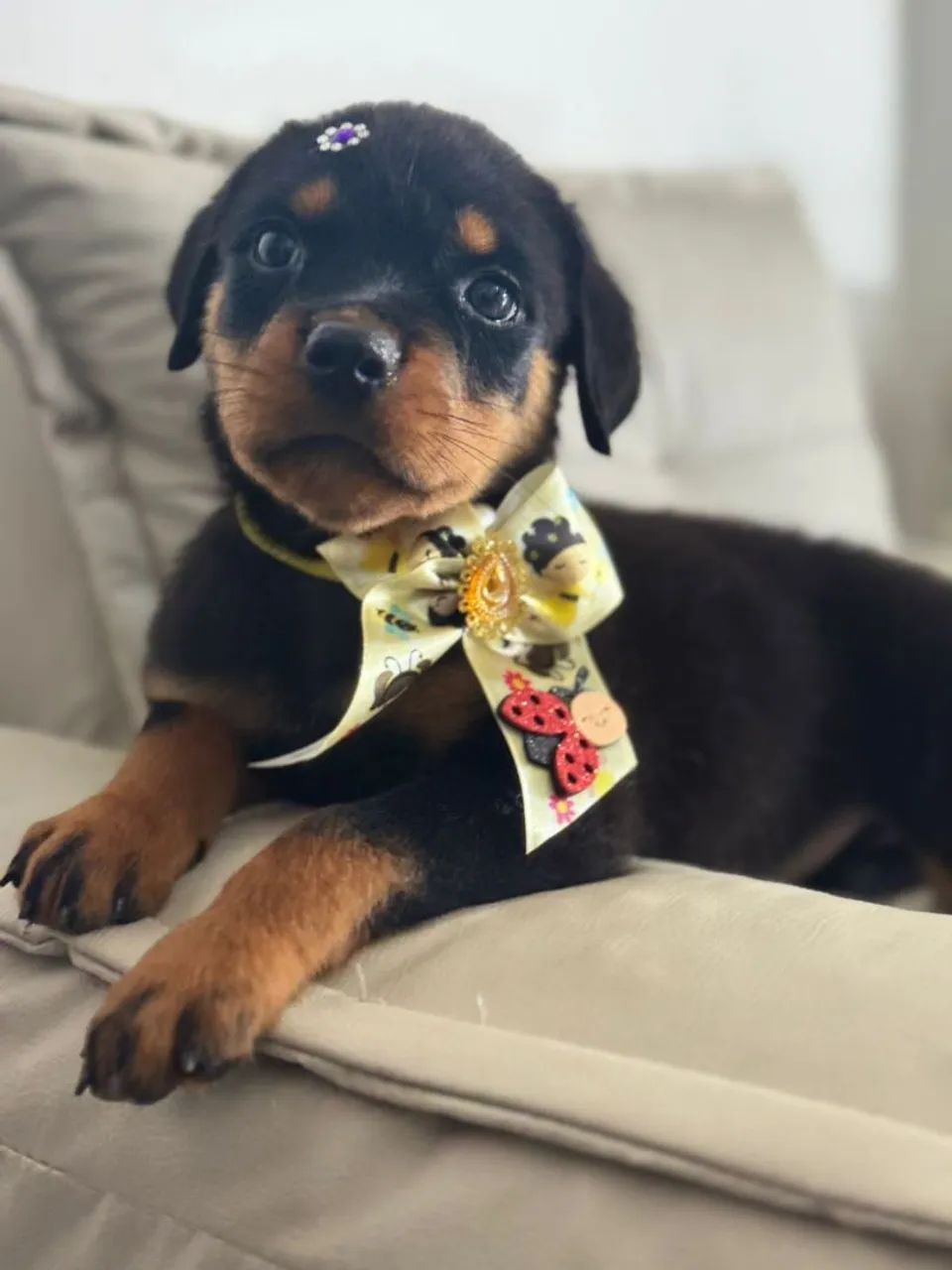 Rottweiler Macho  - Foto 5