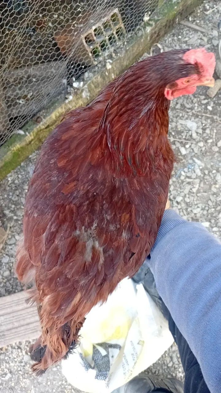 Galinhas embrapa - Foto 3