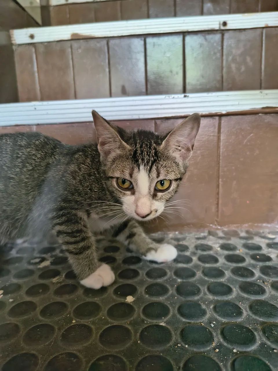 Adoção responsável - gatinha