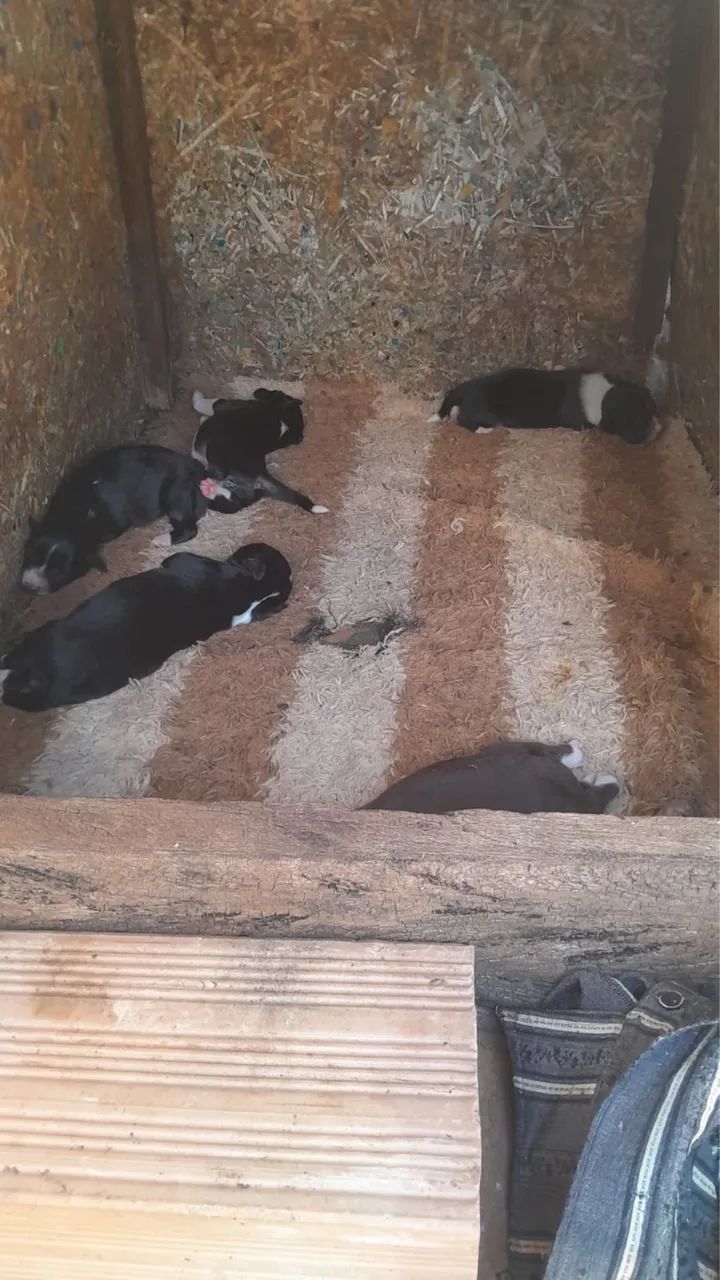 Cachorros para doação 