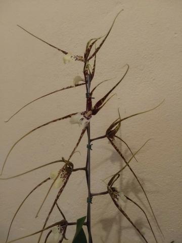 Orquídeas em floração