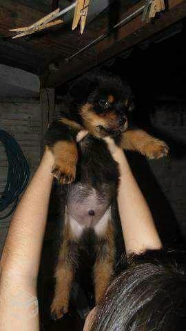 Rottweiler alto padrão - Foto 2