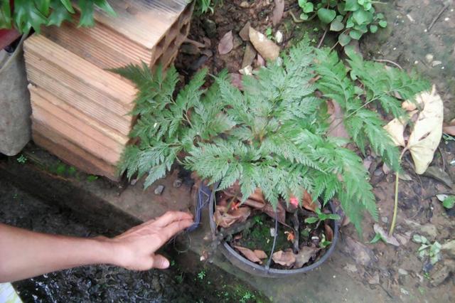 Plantas - Foto 2