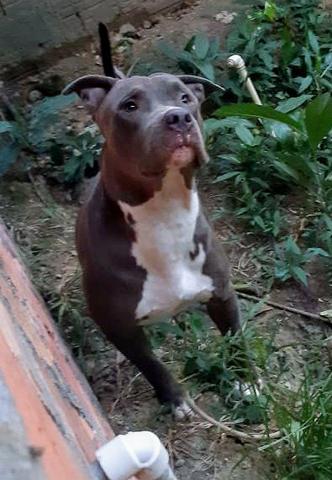 Filhote Pit Bull disponível pra reserva - Foto 5