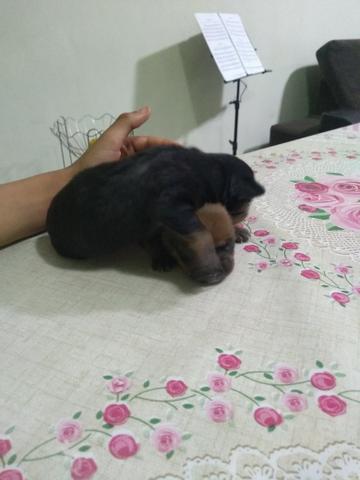 Pincher 0 - Foto 2