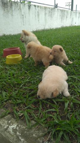 Chow Chow aceito cartão - Foto 2