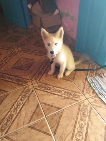 Vendo Husk Siberiano - Foto 4