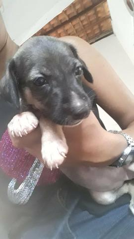 Doação de cachorrinho - Foto 6