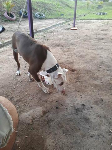 Pit bull - Foto 2
