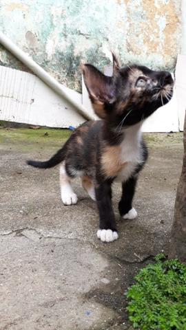 Gata para adoção - Foto 5