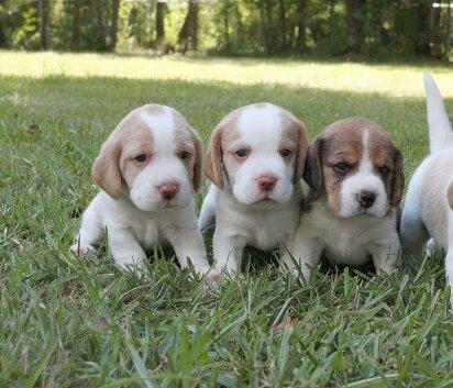 Beagle Filhotes Recibo Garantia Pedigree
