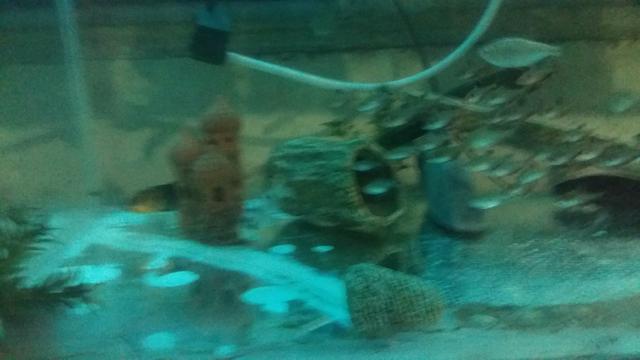 Aquario - Foto 4