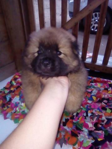 Chow Chow legítimos - Foto 4