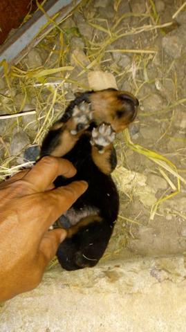 Cachorros - Foto 6