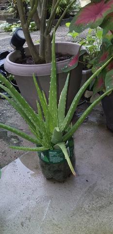 "plantas do céu". vendo - Foto 5
