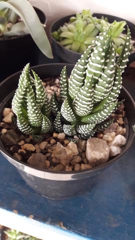 Suculentas e cactos aparti de 5.00 reais - Foto 2