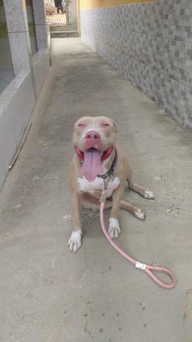 Filhotes pit bull - Foto 4