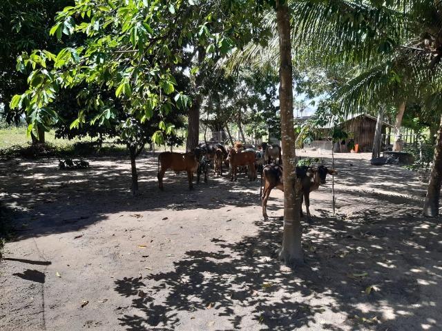 Fazenda com 160 hectares em Mucajai/RR, ler descrição do anuncio - Foto 6
