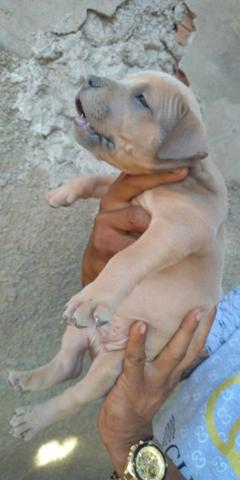 Pitbull Blu Noses Macho - Foto 2