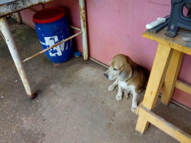 Vende -se casal de Beagle com pedigree