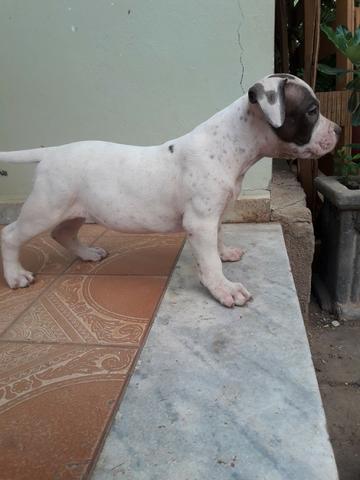 Filhotes de pitbul, pit bull com pedigree - Foto 3