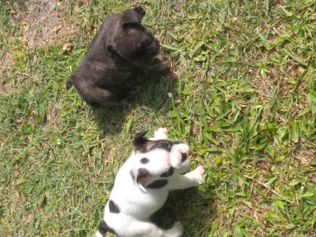 Bulldog francês Fêmea - Foto 5