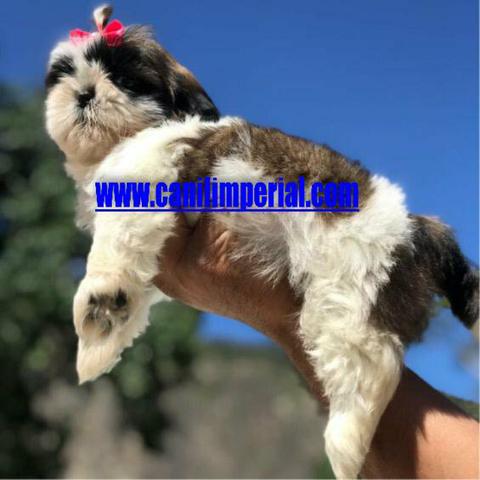 Aqui os melhores Shih Tzu Documentados - Foto 4