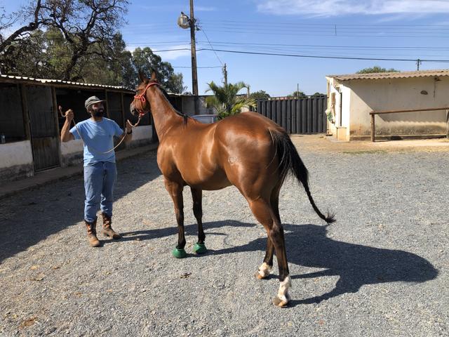 Cavalo Quarto de Milh