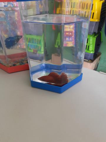Betta com betteira - Foto 2