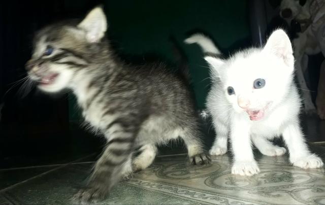 Doação de gatinhos - Foto 3