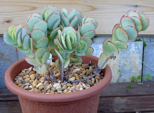 Suculentas, plantas jardim
