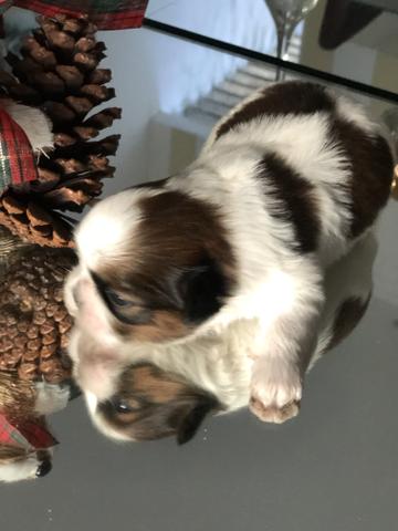 Shih Tzu - Foto 5