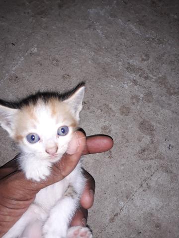 Doação de gatos - Foto 2