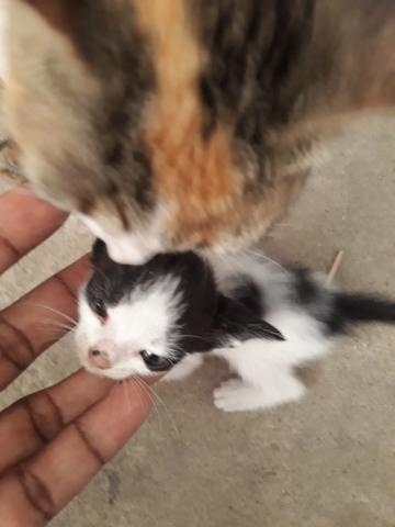 Doação de gatos