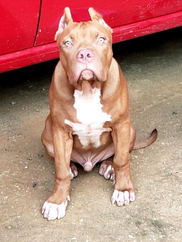 Pit bull com pedigree