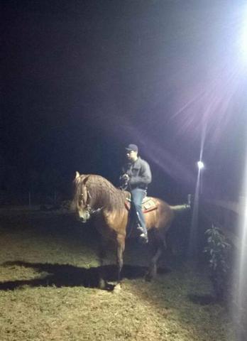 Cavalo lusitano Adestrado - Foto 4