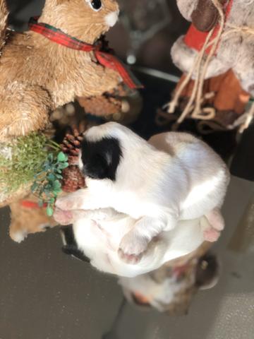 Shih Tzu - Foto 3