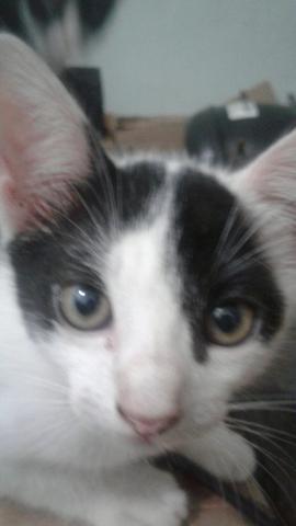Adote um gatinho de rua - Foto 4