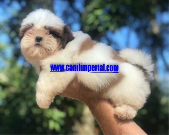 Vacinados e Vermifugados Shih Tzu Documentados Pronta Entrega - Foto 6
