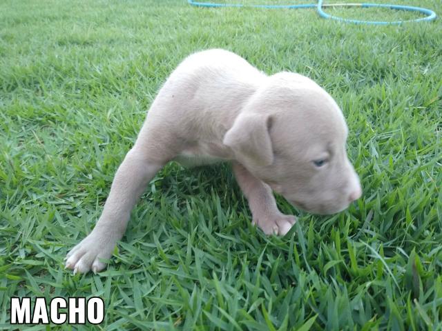 Filhotes pit bull - Foto 6