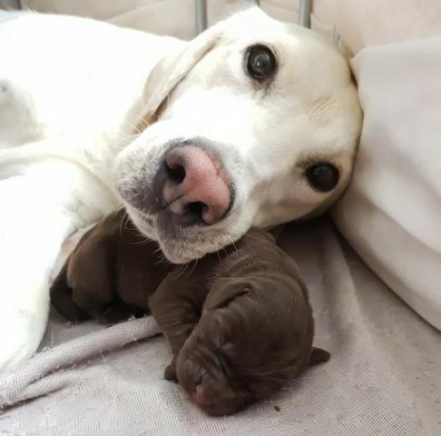 Labrador machos e fêmeas disponíveis!! assistência veterinaria gratuita - Foto 2