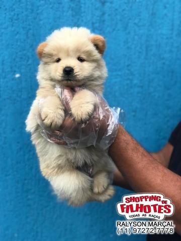 Chow-Chow creme/laranja/preto, com garantias totais! com pedigree, vacina e vermifugo