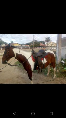 Vendo cavalo pampo e piquira - Foto 6