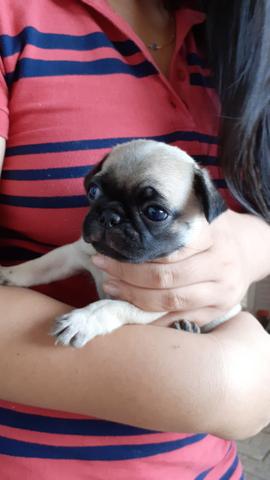 Vende-se três Pug