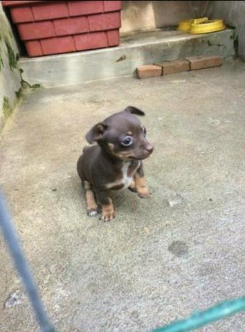 Pinscher mini mini