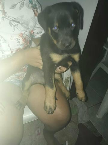 Cachorro